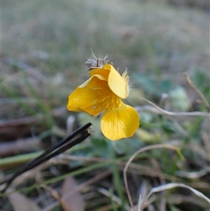 Ranunculus lappaceus at Cook, ACT - 22 Sep 2024