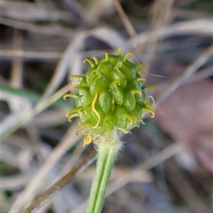 Ranunculus lappaceus at Cook, ACT - 22 Sep 2024