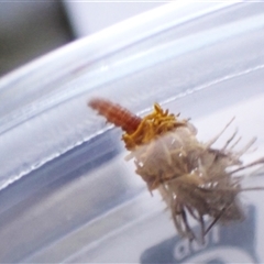 Heliocosma (genus) at Cook, ACT - 22 Sep 2024