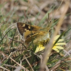 Trapezites luteus (Yellow Ochre, Rare White-spot Skipper) at Kenny, ACT - 24 Sep 2024 by RAllen