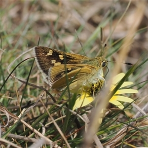 Trapezites luteus at Kenny, ACT - 24 Sep 2024 01:02 PM