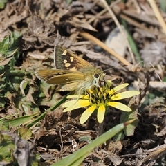 Trapezites luteus at Kenny, ACT - 24 Sep 2024 01:02 PM
