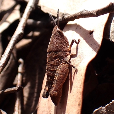 Goniaea opomaloides (Mimetic Gumleaf Grasshopper) at Aranda, ACT - 24 Sep 2024 by CathB