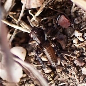 Cryptobothrus chrysophorus at Cook, ACT - 24 Sep 2024 04:25 PM