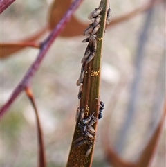 Acizzia sp. (genus) at Cook, ACT - 22 Sep 2024