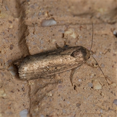 Athetis tenuis (Plain Tenuis Moth) at Harrison, ACT - 23 Sep 2024 by DPRees125