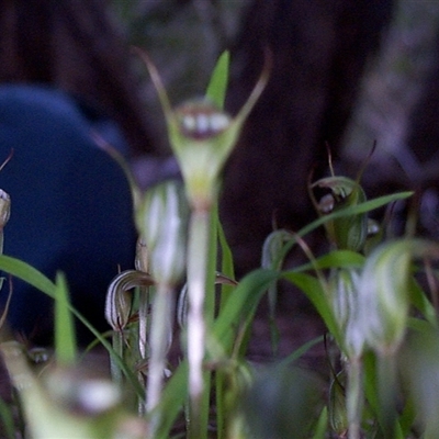 Pterostylis concinna (Trim Greenhood) at Beaumaris, VIC - 13 Sep 1997 by JasonPStewartNMsnc2016