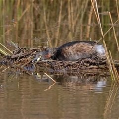 Tachybaptus novaehollandiae (Australasian Grebe) at Forde, ACT - 24 Sep 2024 by MichaelWenke