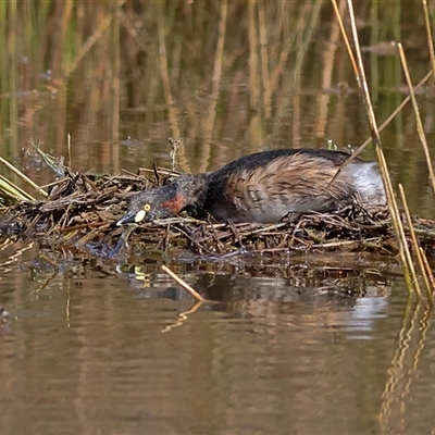 Tachybaptus novaehollandiae (Australasian Grebe) at Forde, ACT - 24 Sep 2024 by MichaelWenke