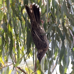 Anthochaera carunculata (Red Wattlebird) at Hackett, ACT - 25 Sep 2024 by jb2602