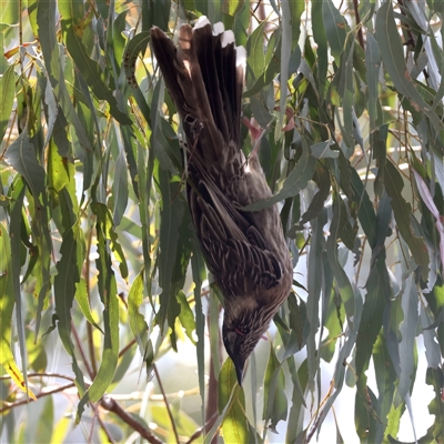 Anthochaera carunculata (Red Wattlebird) at Hackett, ACT - 25 Sep 2024 by jb2602