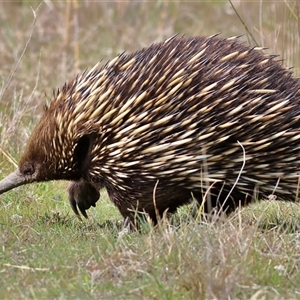 Tachyglossus aculeatus at Bonner, ACT - 24 Sep 2024