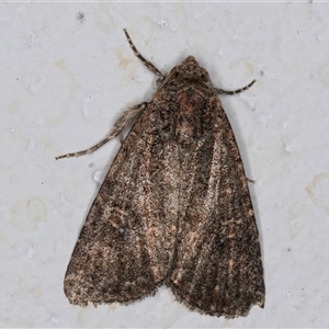 Hypoperigea tonsa at Melba, ACT - 24 Sep 2024 08:09 PM