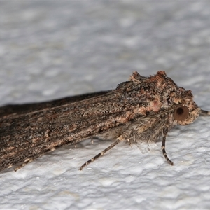 Hypoperigea tonsa at Melba, ACT - 24 Sep 2024 08:09 PM