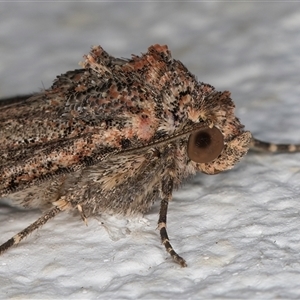 Hypoperigea tonsa at Melba, ACT - 24 Sep 2024