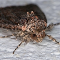 Hypoperigea tonsa at Melba, ACT - 24 Sep 2024 08:09 PM