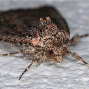 Hypoperigea tonsa at Melba, ACT - 24 Sep 2024