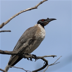 Philemon corniculatus (Noisy Friarbird) at Forde, ACT - 24 Sep 2024 by MichaelWenke