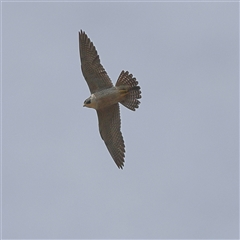 Falco peregrinus (Peregrine Falcon) at Forde, ACT - 24 Sep 2024 by MichaelWenke