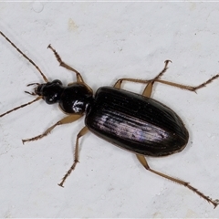 Notagonum submetallicum (Predatory ground beetle) at Melba, ACT - 24 Sep 2024 by kasiaaus