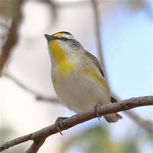 Pardalotus striatus at Forde, ACT - 24 Sep 2024 11:32 AM