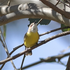 Gerygone olivacea (White-throated Gerygone) at Throsby, ACT - 24 Sep 2024 by MichaelWenke