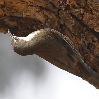 Cormobates leucophaea (White-throated Treecreeper) at Forde, ACT - 24 Sep 2024 by MichaelWenke