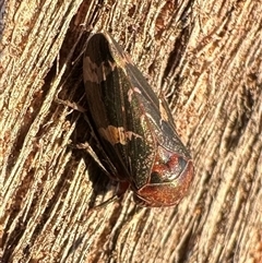 Eurymeloides adspersa (Gumtree hopper) at Ainslie, ACT - 23 Sep 2024 by Pirom