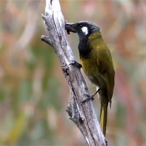 Nesoptilotis leucotis at Hackett, ACT - 25 Sep 2024