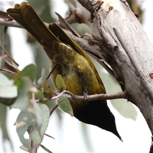 Nesoptilotis leucotis at Hackett, ACT - 25 Sep 2024