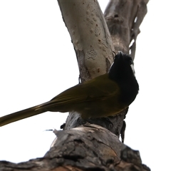 Nesoptilotis leucotis at Hackett, ACT - 25 Sep 2024