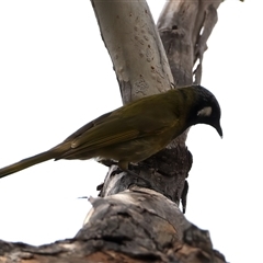 Nesoptilotis leucotis at Hackett, ACT - 25 Sep 2024