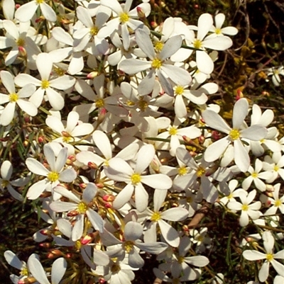 Ricinocarpos pinifolius (wedding bush) at Beaumaris, VIC - 5 Oct 1997 by JasonPStewartNMsnc2016