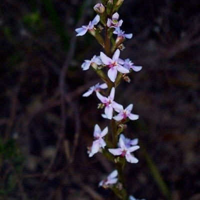 Stylidium graminifolium (grass triggerplant) at Beaumaris, VIC - 6 Oct 1997 by JasonPStewartNMsnc2016