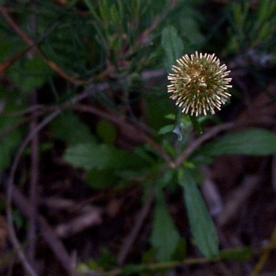 Euchiton sphaericus (star cudweed) at Beaumaris, VIC - 8 Nov 1997 by JasonPStewartNMsnc2016