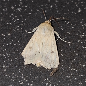 Helicoverpa (genus) at Bungendore, NSW - 25 Sep 2024 06:09 PM