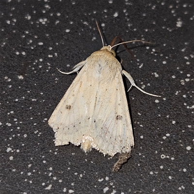 Helicoverpa (genus) (A bollworm) at Bungendore, NSW - 25 Sep 2024 by MatthewFrawley