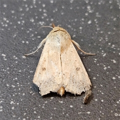 Helicoverpa (genus) at Bungendore, NSW - 25 Sep 2024 06:09 PM