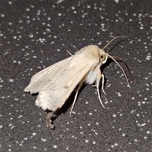 Helicoverpa (genus) at Bungendore, NSW - 25 Sep 2024 06:09 PM