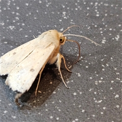 Helicoverpa (genus) at Bungendore, NSW - 25 Sep 2024 06:09 PM