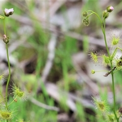 Drosera sp. at Wodonga, VIC - 22 Sep 2024 by KylieWaldon