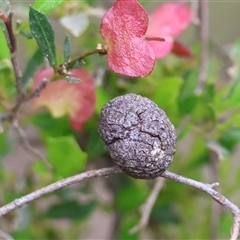 Unidentified Other Plant Gall at Wodonga, VIC - 22 Sep 2024 by KylieWaldon