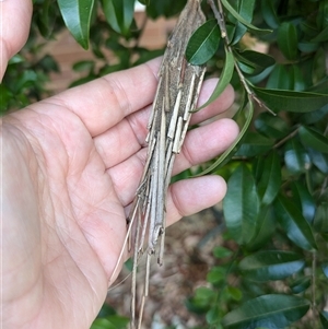 Metura elongatus at Acton, ACT - 25 Sep 2024