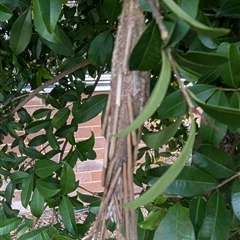 Metura elongatus at Acton, ACT - 25 Sep 2024