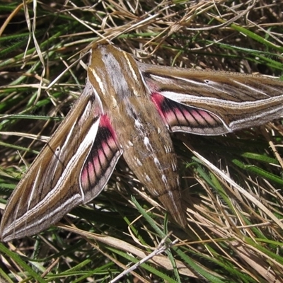 Hippotion celerio (Vine Hawk Moth) at Higgins, ACT - 16 Sep 2024 by pinnaCLE