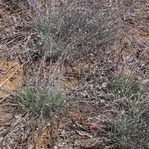 Calocephalus citreus at Yarralumla, ACT - 16 Sep 2024