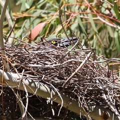 Strepera graculina (Pied Currawong) at Tharwa, ACT - 24 Sep 2024 by RodDeb