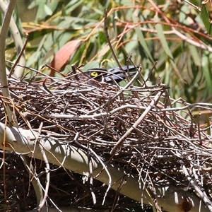 Strepera graculina at Tharwa, ACT - 24 Sep 2024