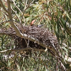 Strepera graculina at Tharwa, ACT - 24 Sep 2024