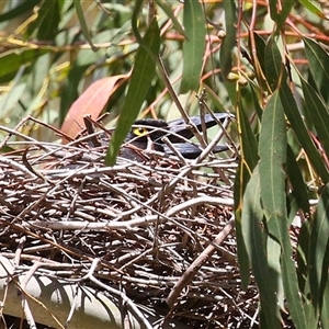 Strepera graculina at Tharwa, ACT - 24 Sep 2024